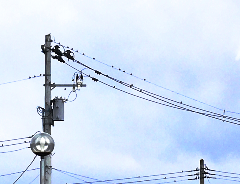 電線 鳥はなぜ感電しない 電気の性質のおはなし 東北制御
